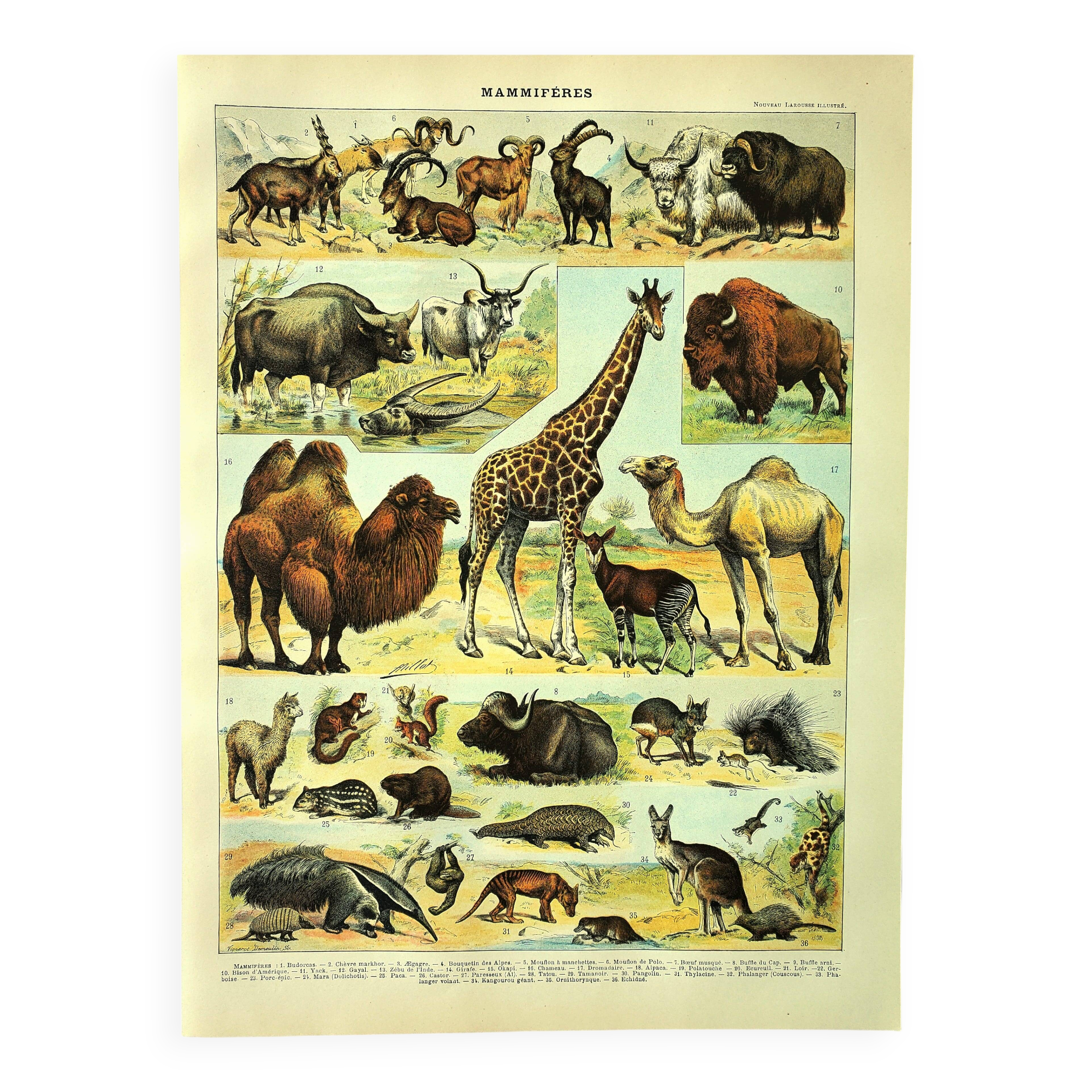 Antique engraving 1897 A. Millot - Mammals 3, animals, zoology