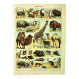 Antique engraving 1897 A. Millot - Mammals 3, animals, zoology