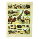 Antique engraving 1897 A. Millot - Mammals 3, animals, zoology