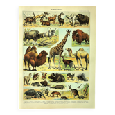 Antique engraving 1897 A. Millot - Mammals 3, animals, zoology