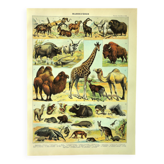 Antique engraving 1897 A. Millot - Mammals 3, animals, zoology