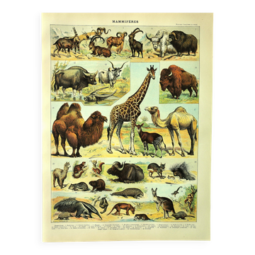 Antique engraving 1897 A. Millot - Mammals 3, animals, zoology