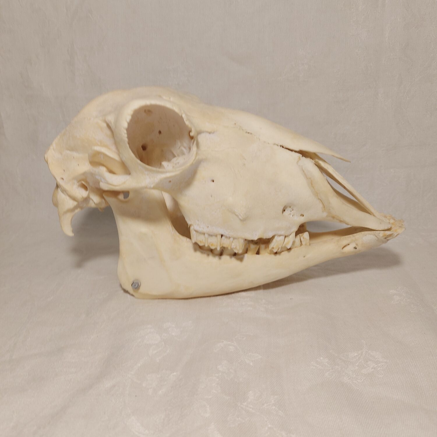 Sheep skull