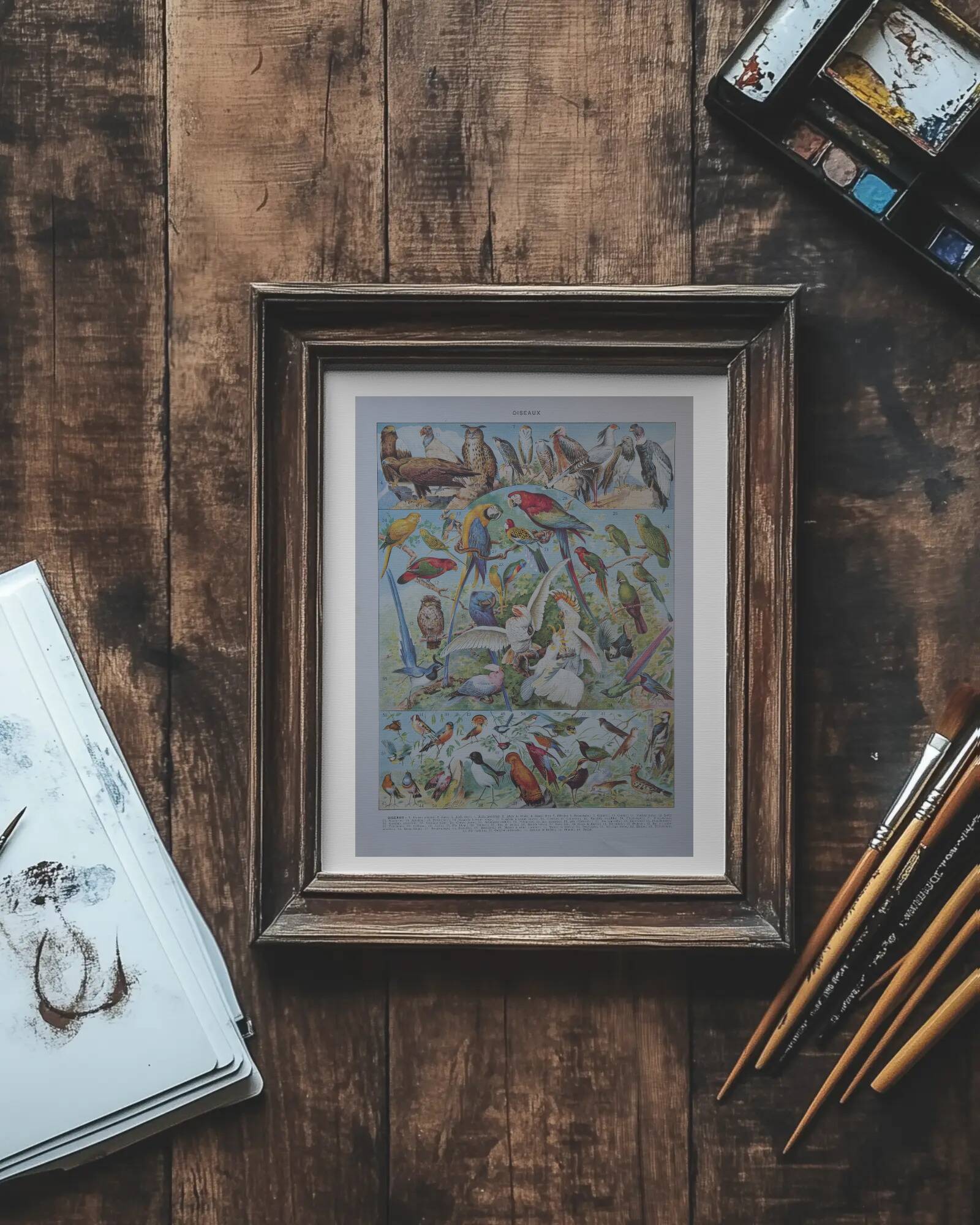 Original lithographs on birds