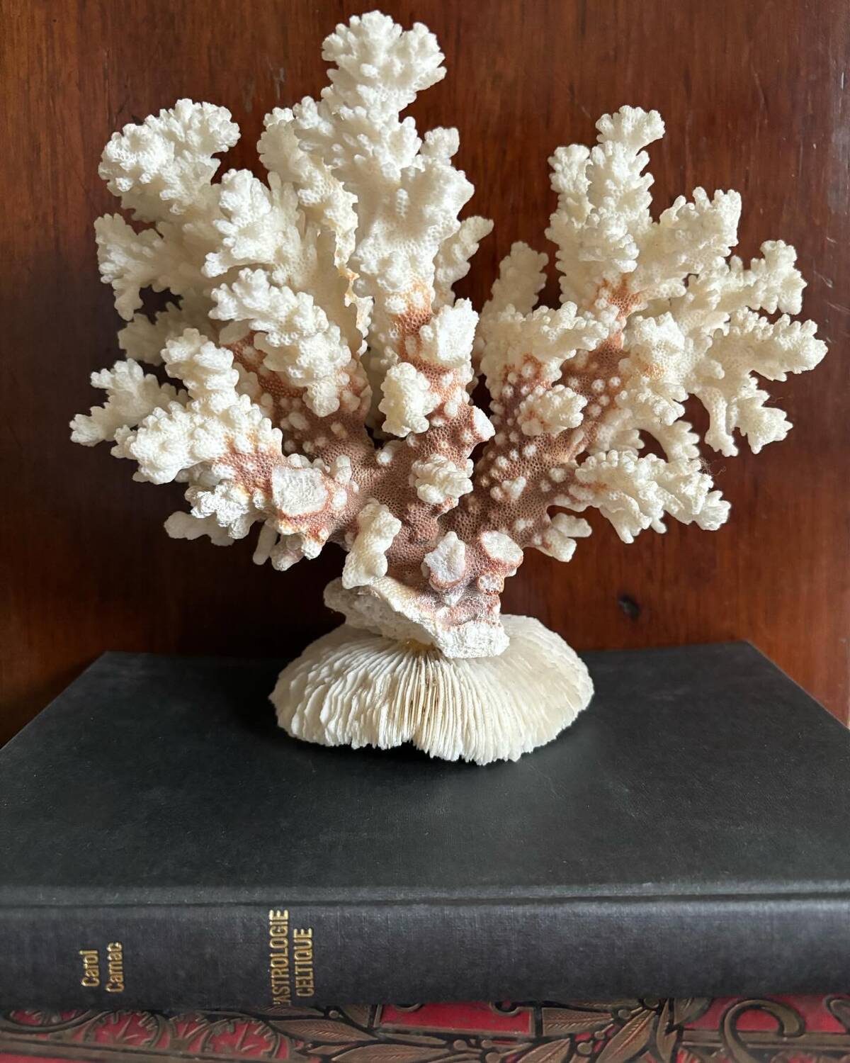 Ancient white coral