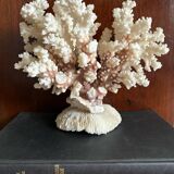 Ancient white coral