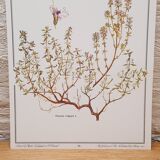 Planche botanique Thym