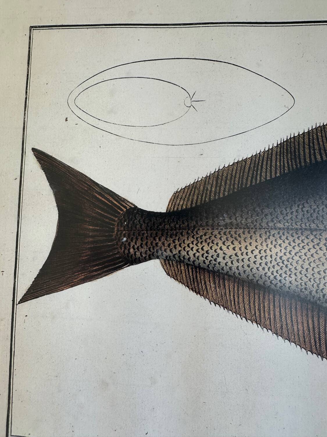 Ancienne lithographie Morubel , le flétan
