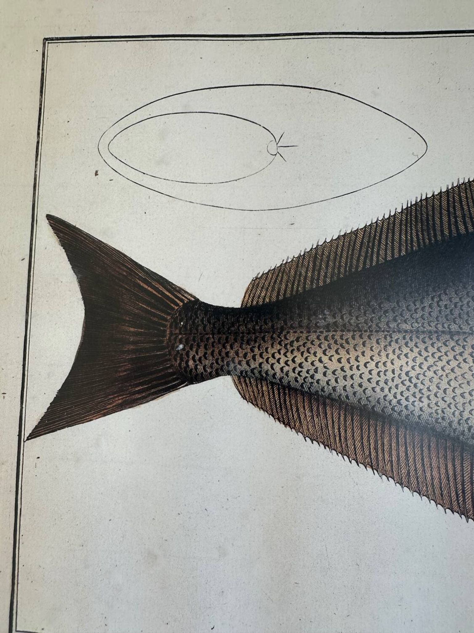 Ancienne lithographie Morubel , le flétan