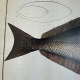 Old lithograph Morubel, the halibut