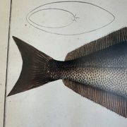 Ancienne lithographie Morubel , le flétan