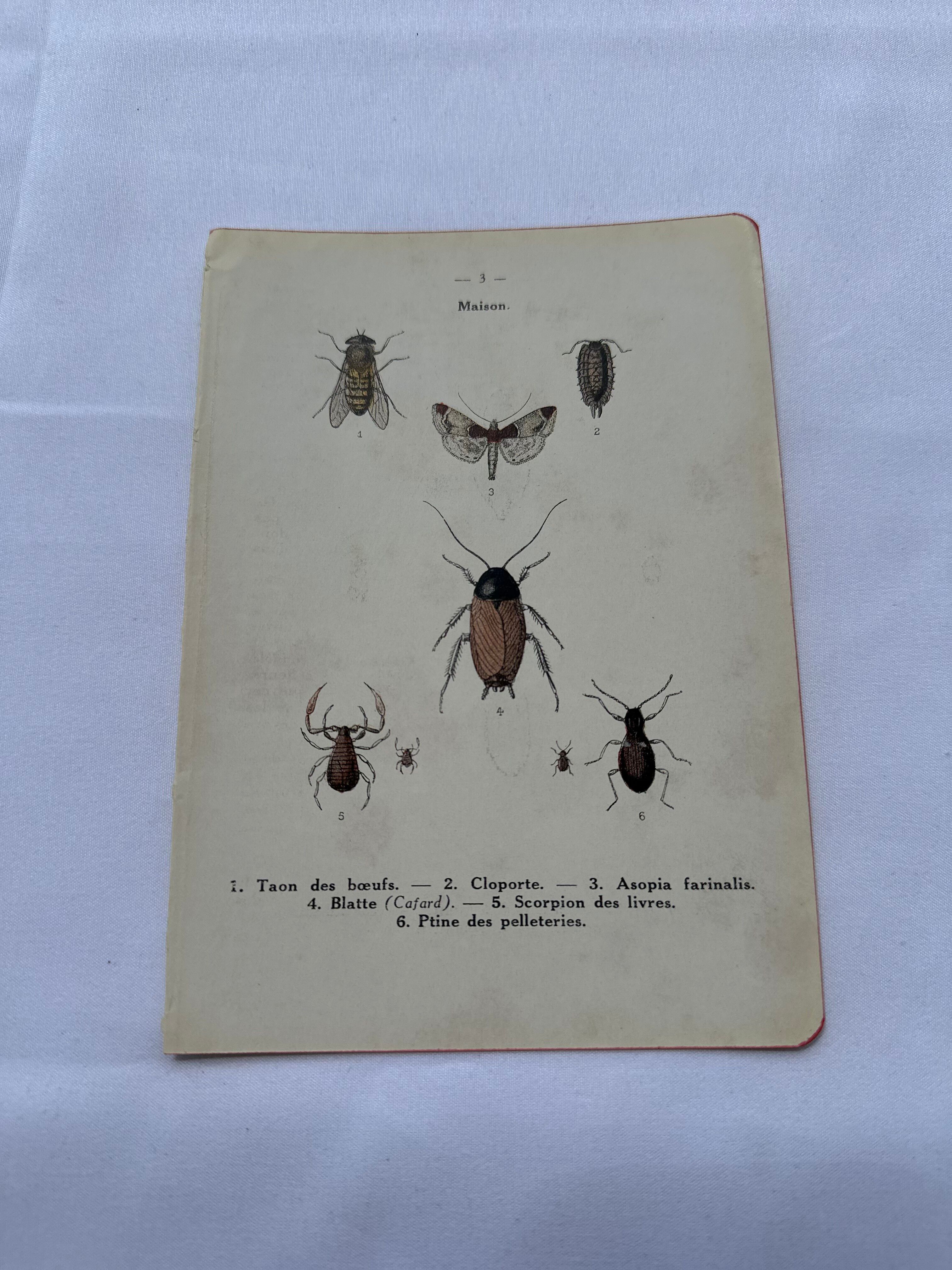 Naturalist plate insect France vintage botanical engraving