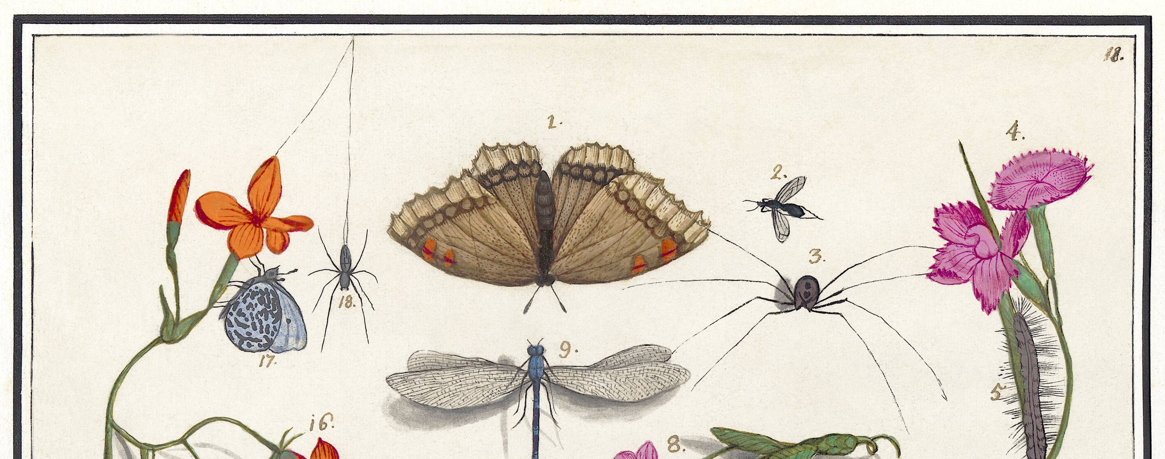 Small poster on “Insects and plants”, based on an old engraving
