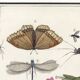 Small poster on “Insects and plants”, based on an old engraving