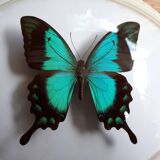 Papillon naturalisé encadré