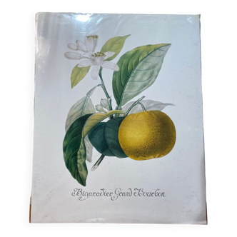 Risso Citrus Lithograph