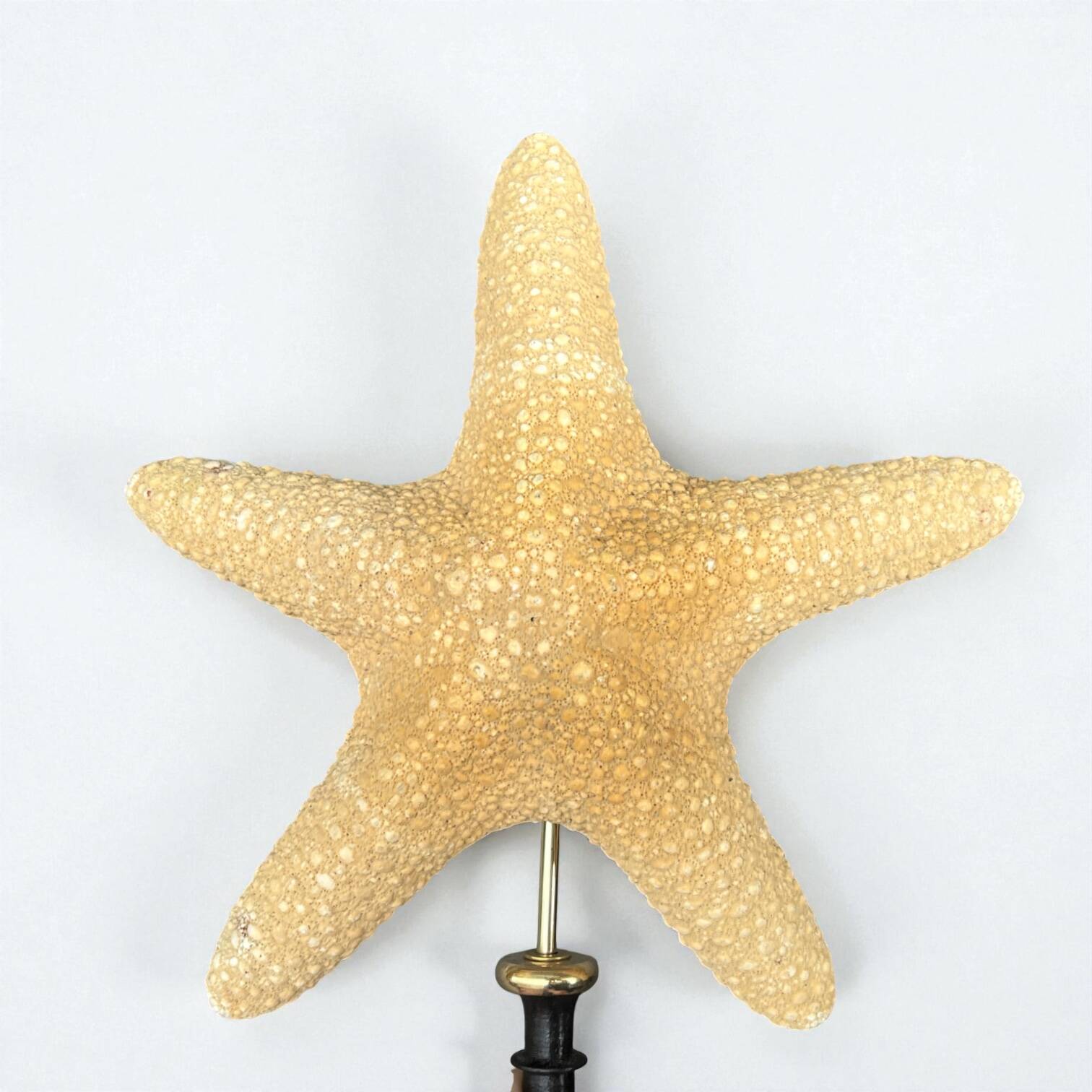 Starfish on a turned wooden base, late 19th century - cabinet of curiosities