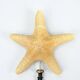 Starfish on a turned wooden base, late 19th century - cabinet of curiosities
