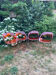 Chaises orange translucide