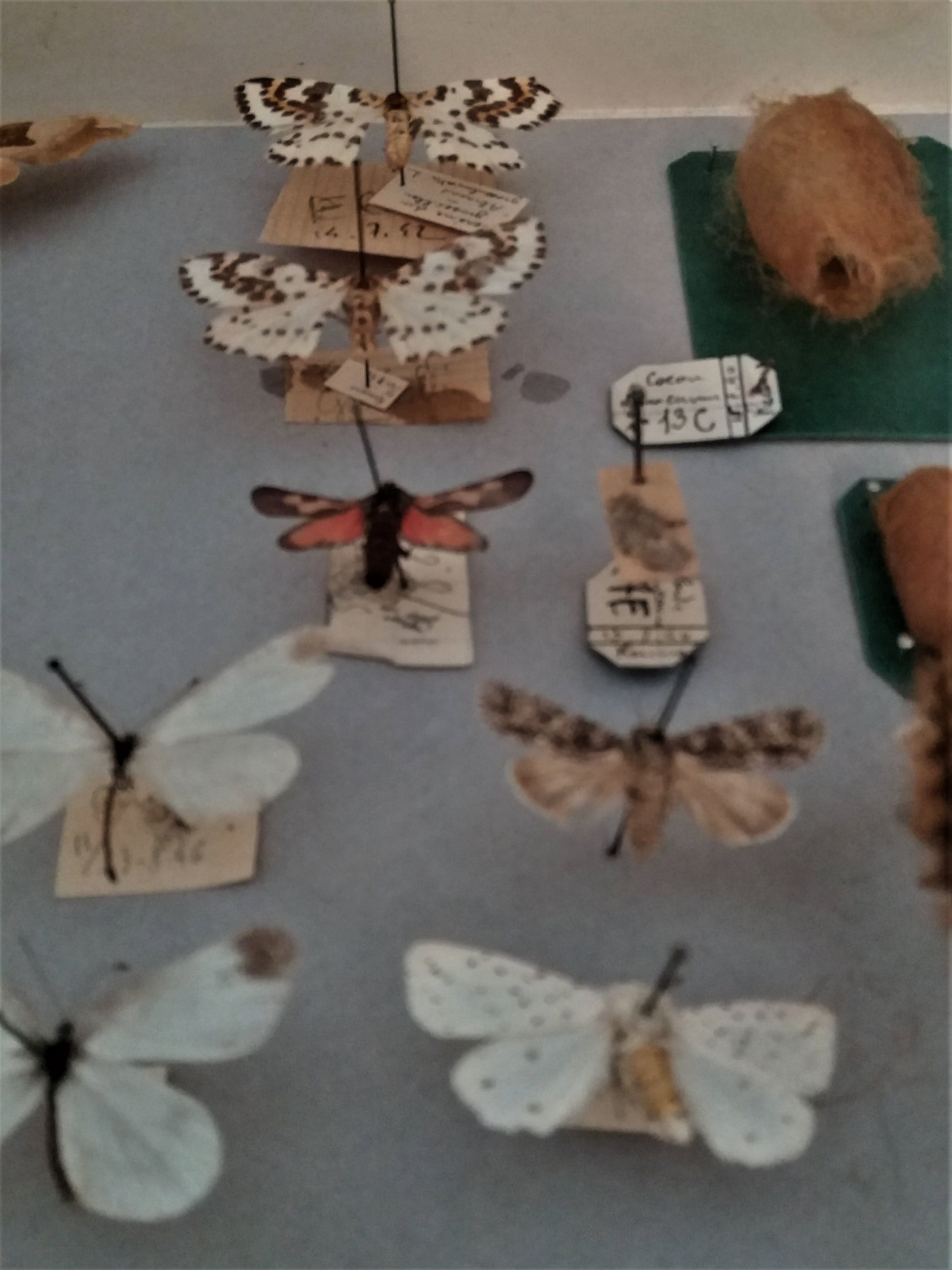 Entomology entomological box with butterflies Nérée Boubée Paris