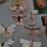 Entomology entomological box with butterflies Nérée Boubée Paris