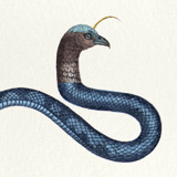 Lithography engraving vintage chimeras - 1850