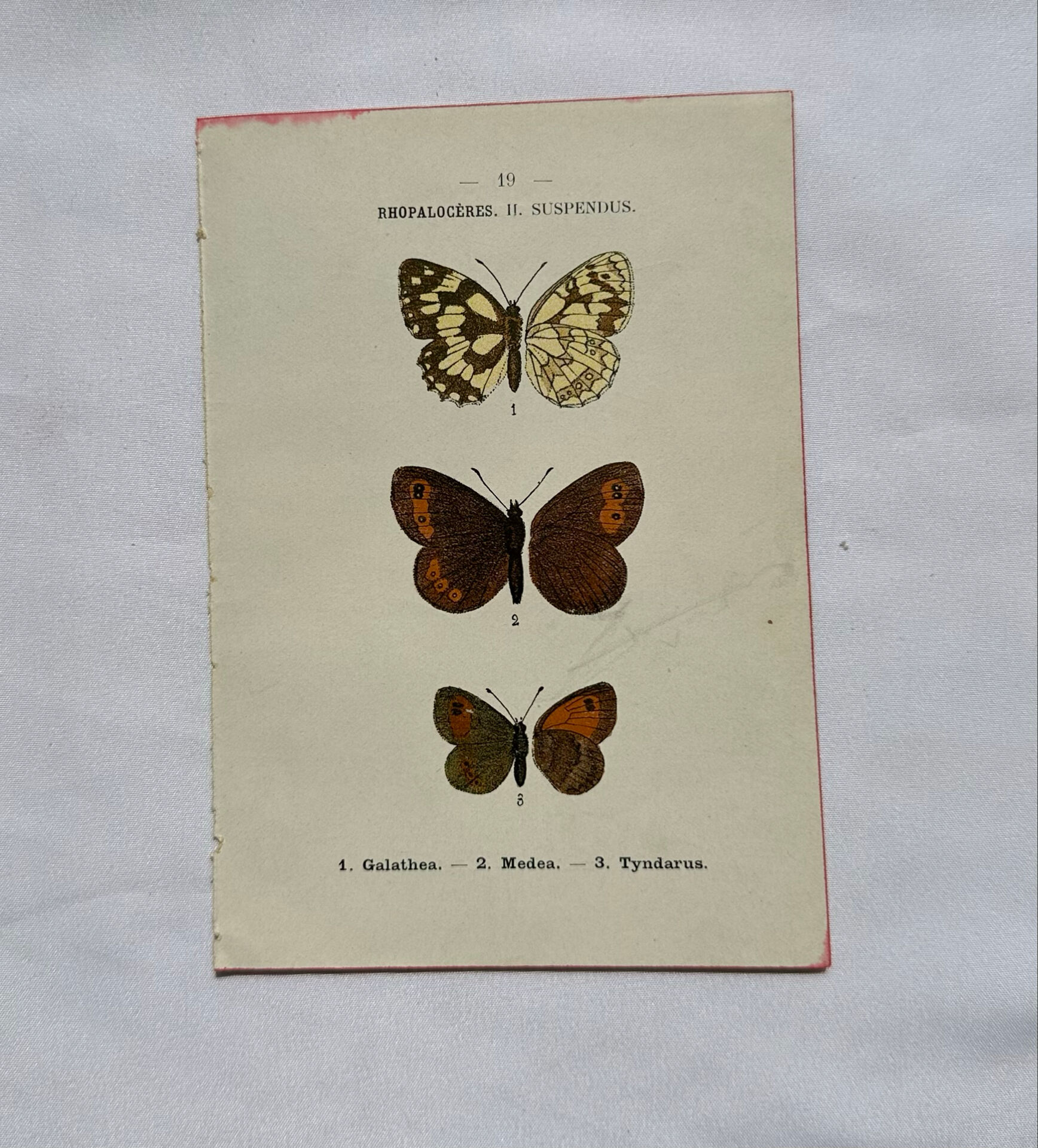 Botanical engraving double-sided butterflies naturalist plate etching