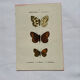 Botanical engraving double-sided butterflies naturalist plate etching
