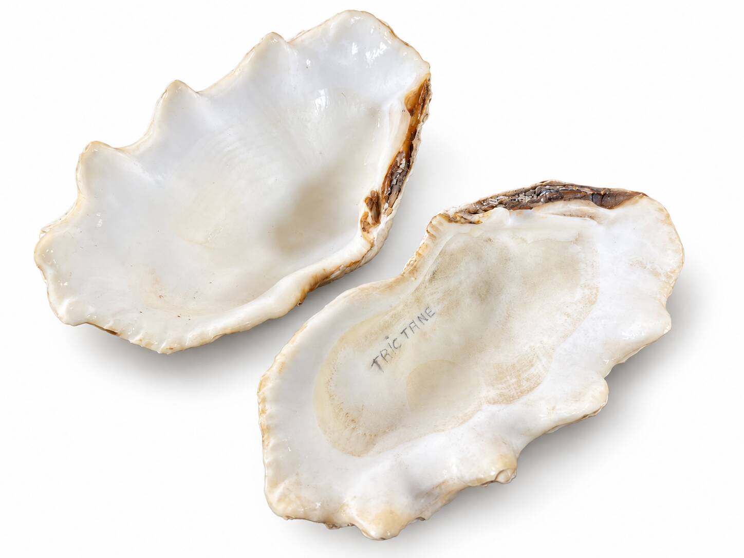 Natural two-valve scallop shell – Curiosity cabinet – 22 cm