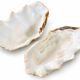 Natural two-valve scallop shell – Curiosity cabinet – 22 cm