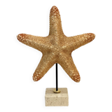 XXL Vintage Natural Starfish on Marble Base Cabinet of Curiosities