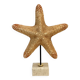XXL Vintage Natural Starfish on Marble Base Cabinet of Curiosities