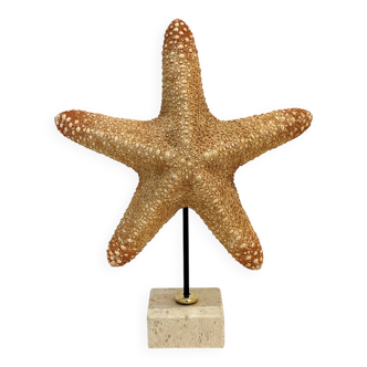XXL Vintage Natural Starfish on Marble Base Cabinet of Curiosities