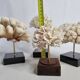 Set of four ancient white corals on pedestal, 15 cm