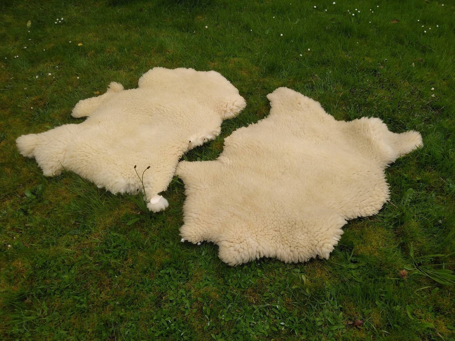 Two vintage sheepskins.