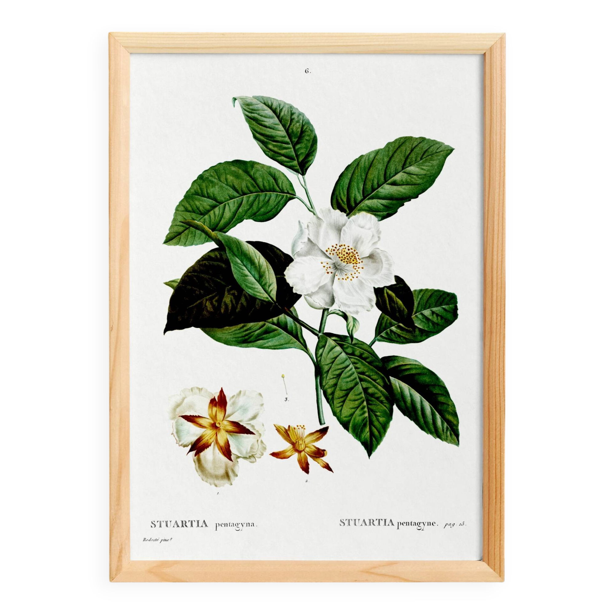 Botanical poster on Stuartia, after an engraving from 1802.