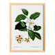 Botanical poster on Stuartia, after an engraving from 1802.