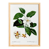 Botanical poster on Stuartia, after an engraving from 1802.