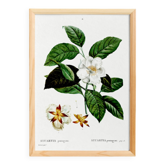 Botanical poster on Stuartia, after an engraving from 1802.