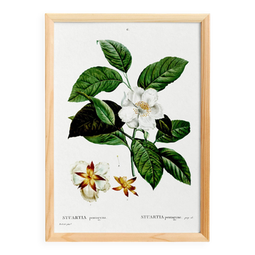 Botanical poster on Stuartia, after an engraving from 1802.