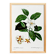 Botanical poster on Stuartia, after an engraving from 1802.