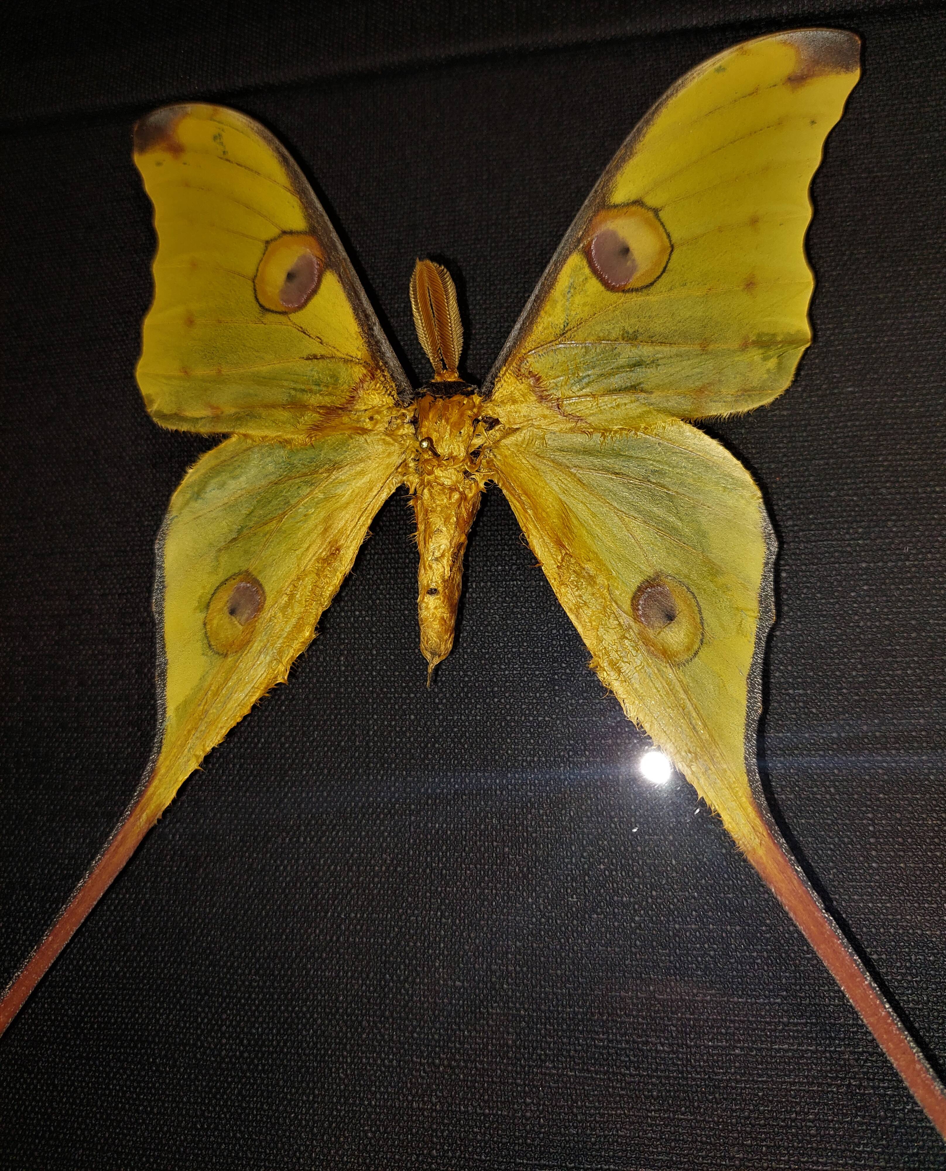 Madagascar comet argema mittrei