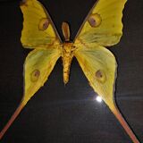 Madagascar comet argema mittrei