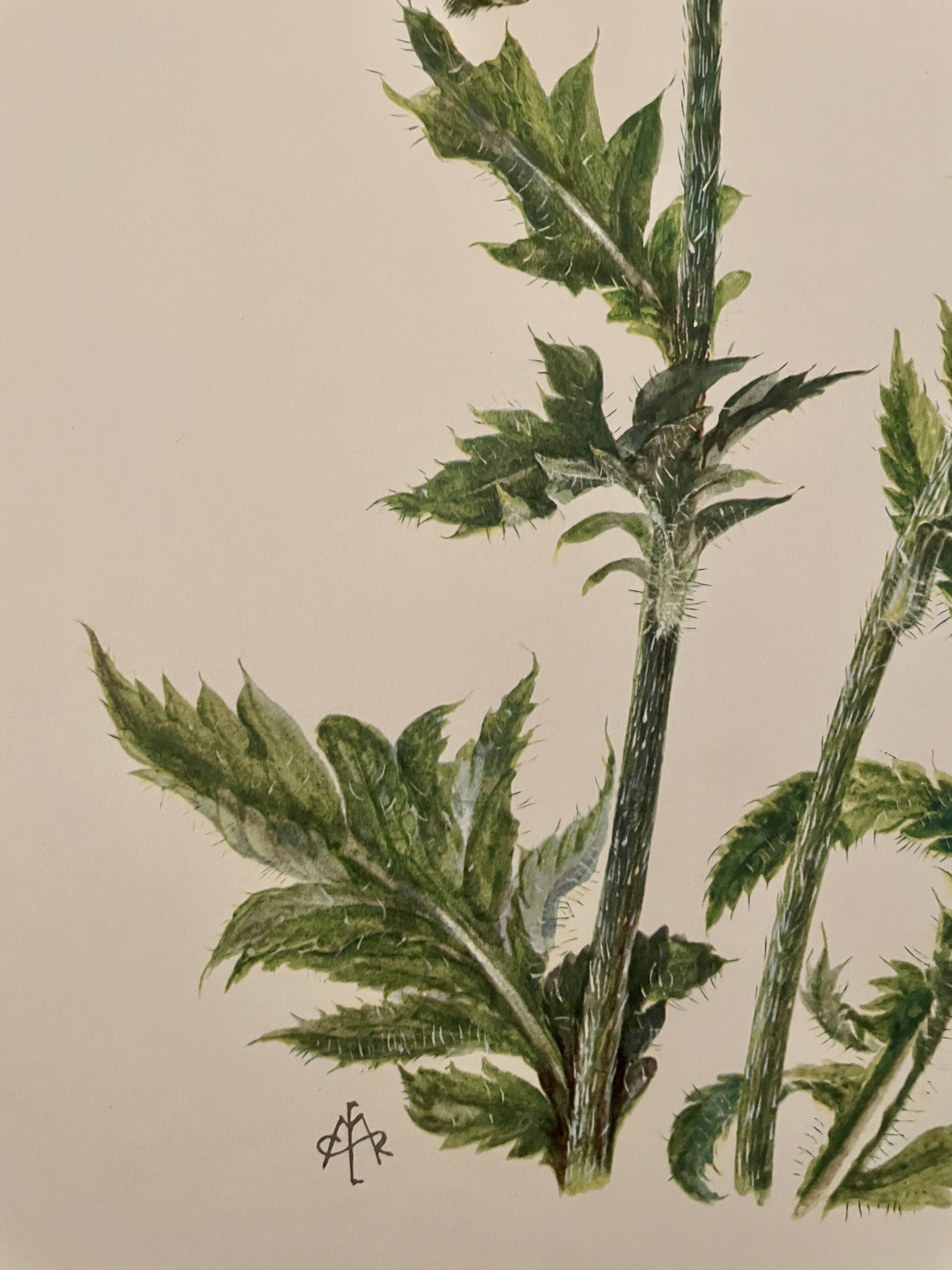 Watercolor of poppy flower - 1960