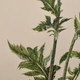 Watercolor of poppy flower - 1960