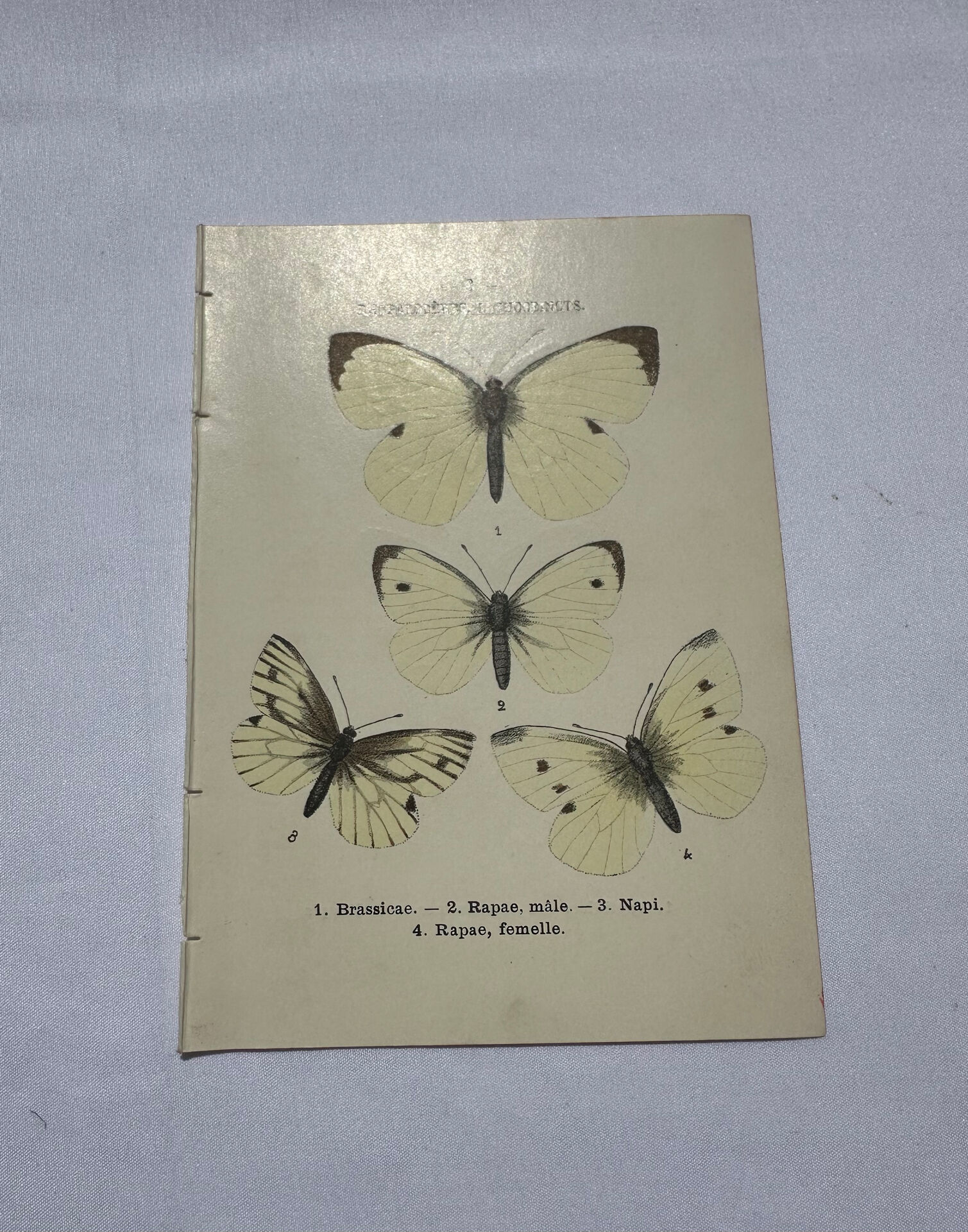 Butterfly engraving botanical plate naturalist science