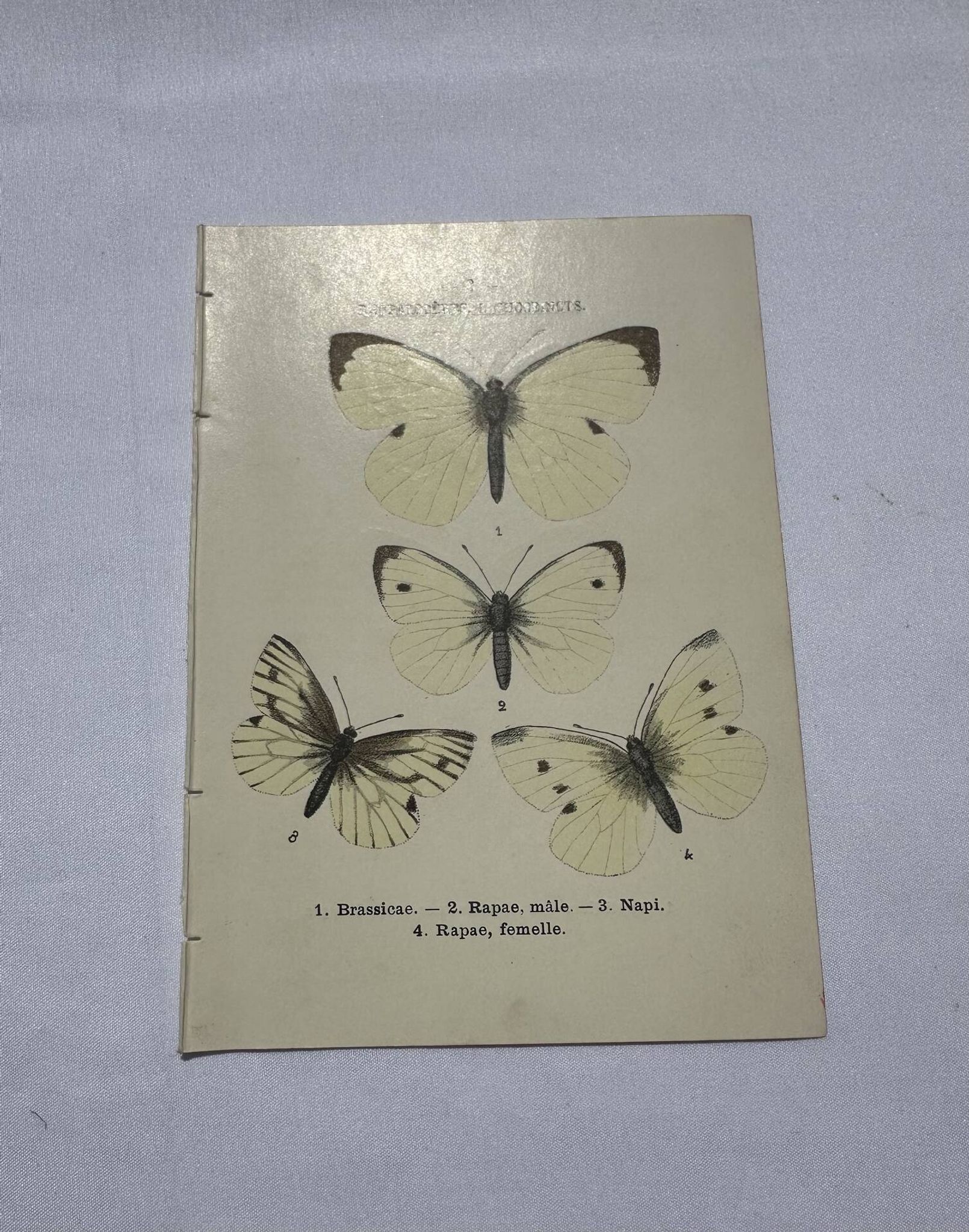Gravure papillon planche botanique naturaliste science