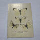 Butterfly engraving botanical plate naturalist science