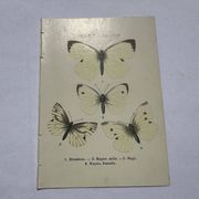 Gravure papillon planche botanique naturaliste science