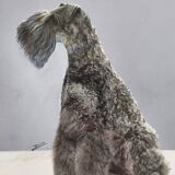 Black and white silver print, xanine silhouette, signed (Dim) Henri Dimont, 32 x 25 cm